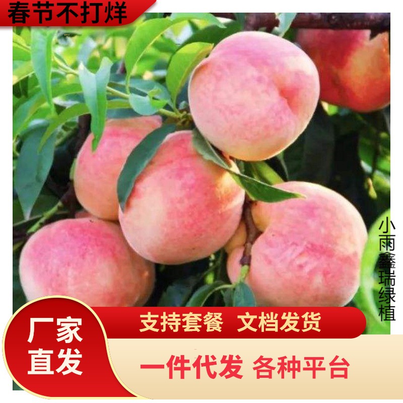一件代发桃树果苗嫁接桃树苗水蜜桃树苗黄桃树苗当年结果南方北方