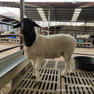 ���^�Ų��d��Ͱ��^�Ų��d���Ă�Ʒ�N���_���˾d��һ��a��̥����