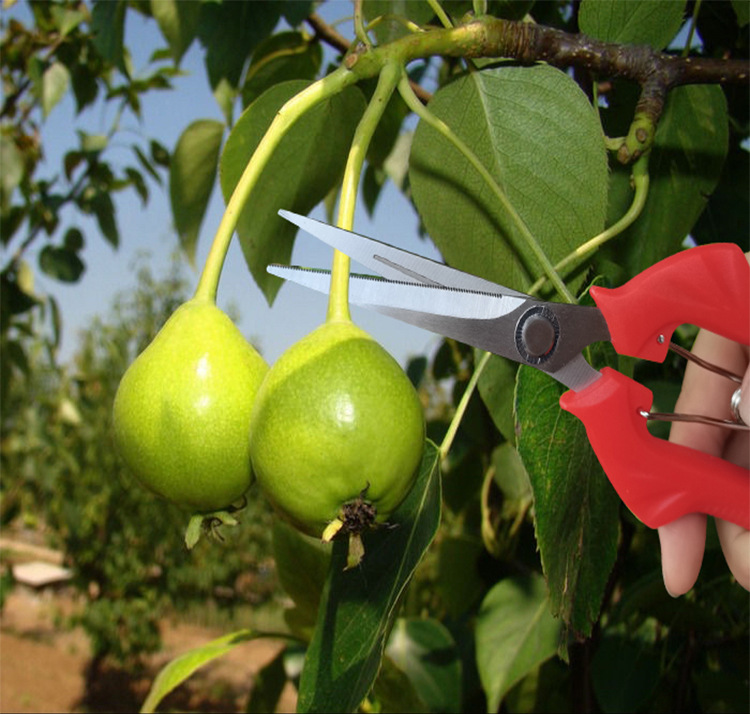 Factory Direct Wholesale Multifunctional Stainless Steel Pruning Shears Grape Shears Vegetable Fruit Picker Flower Art Rare Fruit Shears