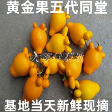 黄金果五代同堂做药用心脏果入药五指茄新鲜现摘乳茄长寿果福禄果