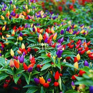 �߲ʽ��������Ԙ��玧����ʳ�����r��ɫ��ʽ����콷�̨���ܾGֲ