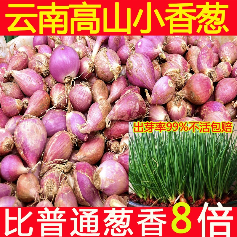 Четырехсезонная маленькая зеленая лук, огненный лук, красный лук, желтый лук, горшечные растения для балкона, двора, сада, 1кг 3кг 2.5kg бесплатная доставка