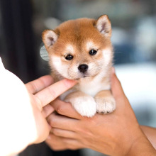 日本柴犬纯种幼犬活体家养宠物柴犬幼崽赤柴黑柴真狗狗疫苗齐全