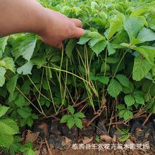 五叶地锦苗爬山虎三叶五叶地锦批发爬藤攀援植物庭院别墅种植