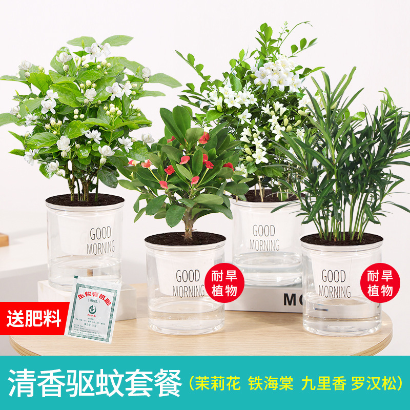 자스민 4 화분 + 철 베고니아 + Jiulixiang + Podocarpus + 비료 Yuhua Stone의 홈 조합