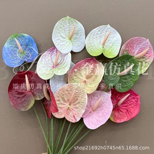 �t�� ��֦�ָл��Q�� ���滨�ٻ��Ҿӻ�cܛ�b�廨�b�ˇ���l