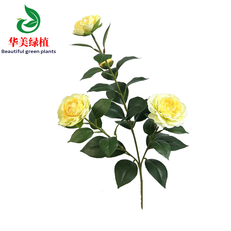 노란 동백 3갈래 높이 53cm 잎 29개 꽃 4개