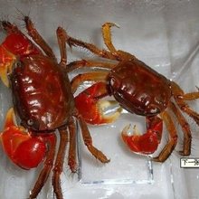 泰国 相手蟹 淡水蟹 观赏蟹 活体宠物蟹 红螃蟹 发财蟹 红螯