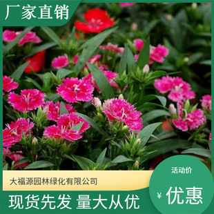 ���ش������� �ݻ����� �ر�ʯ�񻨻� �ر�ʯ�� ���w�G��