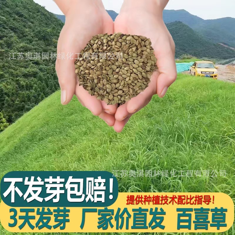 百喜草种子道路护坡水土保持牧草草籽公路堤坝绿化草坪种子|ms