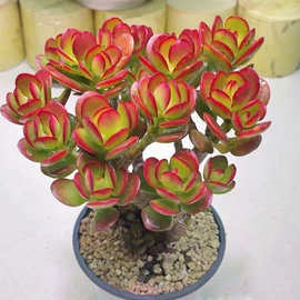 盆栽;其他园林植物;干花