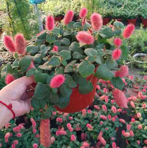 Красная вишня висит Орхидея годичная красная висит в горшке собачий хвост Красный шип Железный амарант красные Висячие цветы орхидеи