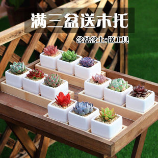 Succulent Plant Combination Potted Succulent Package Yulu Bear Boy Peach Egg Containing Pot Soil Succulent Combination Indoor Free Shipping
