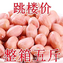 降价花生米新鲜米5斤大粒装生花生10白沙大榨油花生米现剥新粉皮