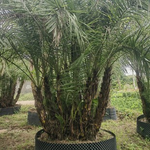 2412 Base Supply Multi-Pole Clump Sea Palm Iraqi Candied Date Tree 5- 8m High Green Fake Seedlings