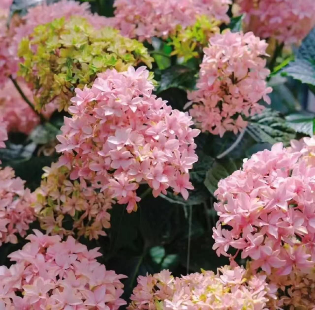 라이트 핑크(영감) 10갤런 - 높이 1m 약 - 나무 프레임 ¥588.9 - 세면대 포함