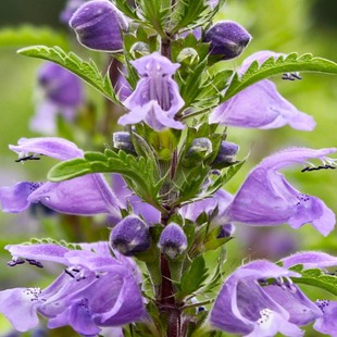 �����m���ܷN�ӷ���ֲ�ﾰ�^������ݷN��Ħ����֦�ӻ�ɽ���ɷN��