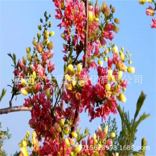 �Ĺژ����Ԫ������Ĺٻ����Ĺڼt������ɻ���m�����Ĺڹ�����