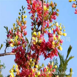 文冠树苗状元花大树文官花树文冠红花树苗成活高适应性文冠果树苗
