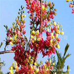 文冠树苗状元花大树文官花树文冠红花树苗成活高适应性文冠果树苗