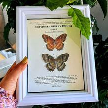 中空欧式蝴蝶昆虫标本框批发木质相框摆台手工diy摆件玻璃展示框