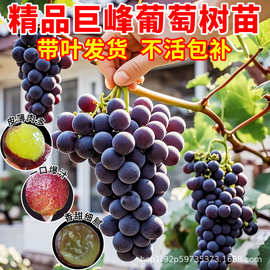 葡萄树苗巨峰大果树苗阳光玫瑰带土带叶蓝宝石地栽果树果苗大全