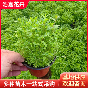Aquatic Plant Perennial Florals Dianthus Florals Qingzhou Flower Base River Wetland Seedlings Dianthus Potted Plants
