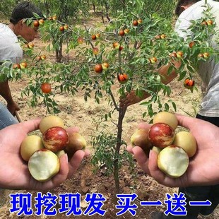 ������籱���Ϸ��󗗳����ش�ͥԺ�޽Ӷ������Թ�����箔��Y��