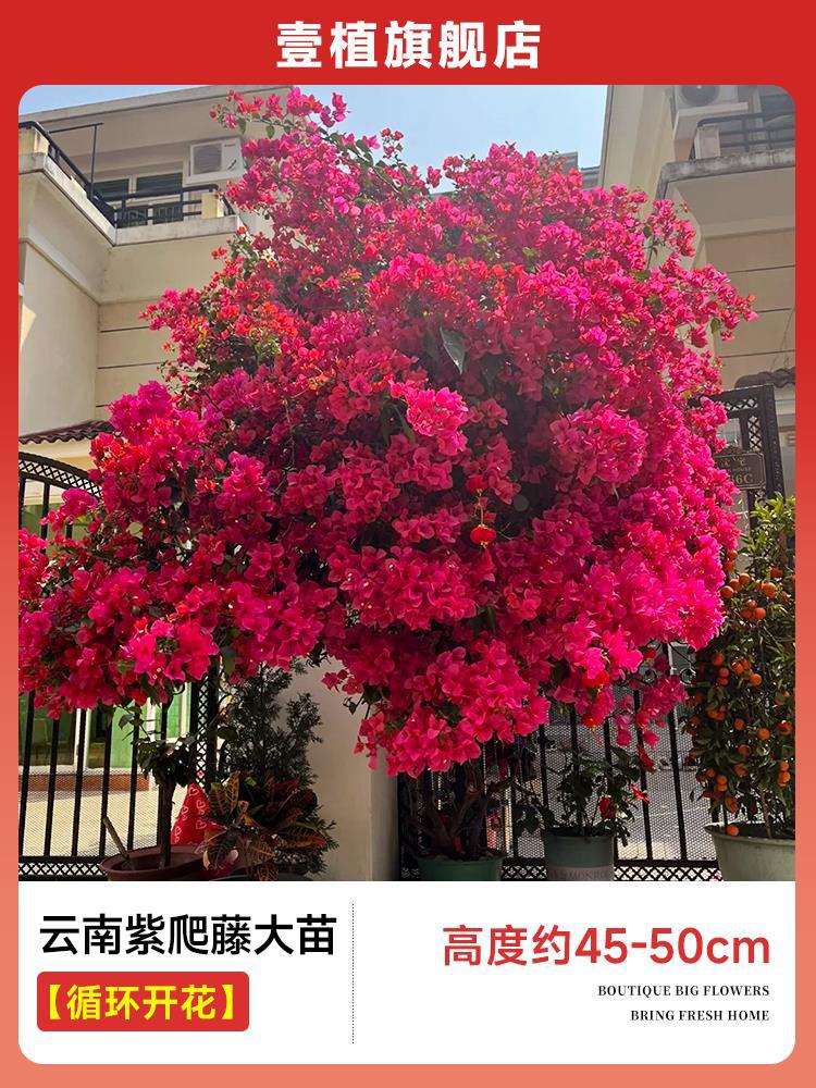 [계절꽃] 동안홍덩굴모종 [45-50cm]