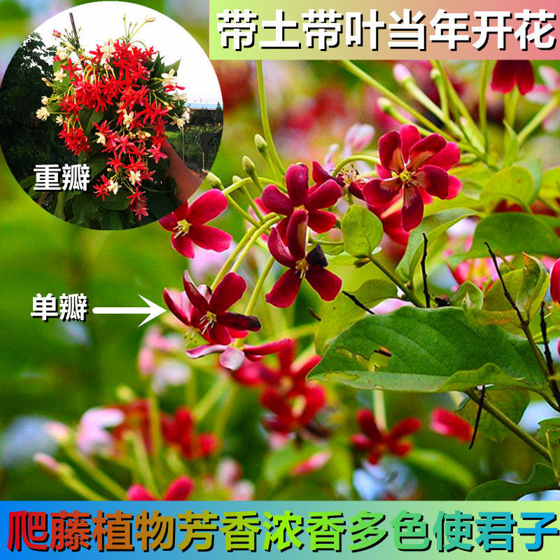 使君子耐高温浓香花卉盆栽水君子四季植物庭院阳台花园开花桌面新