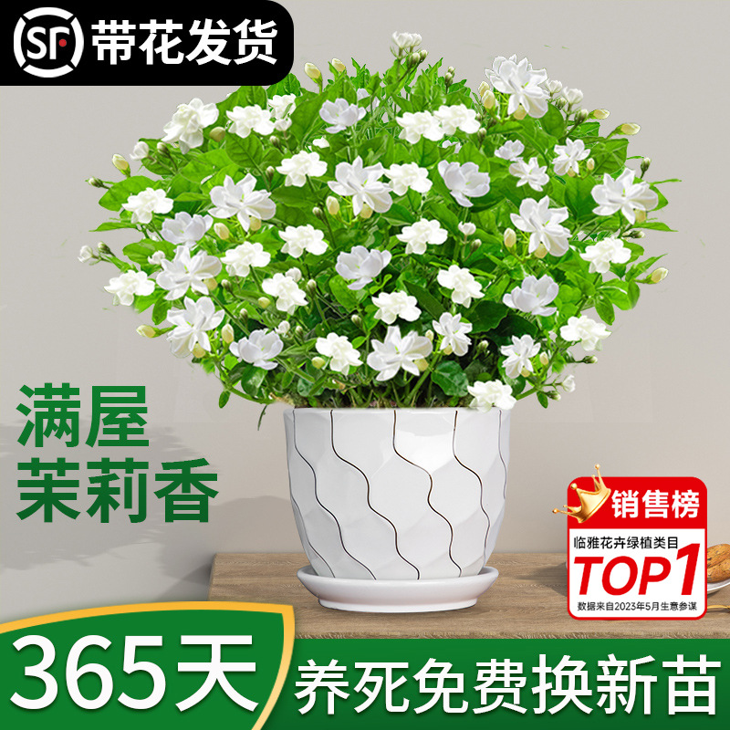 茉莉花苗盆栽高端特级浓香型四季开花卉室内桌面老桩植物带花苞好