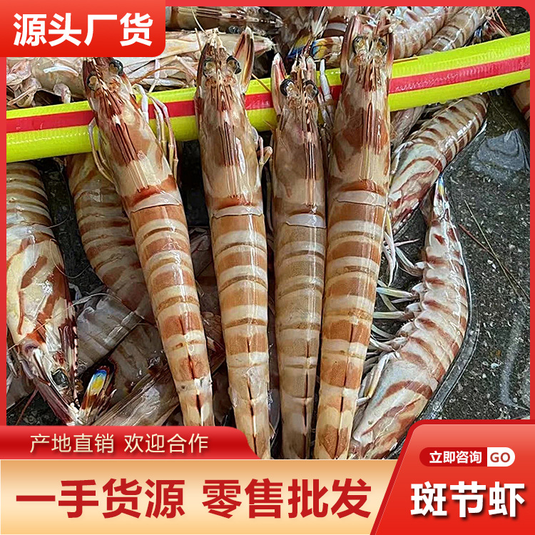 大号斑节虾活冻批发 九节虾海捕鲜活新鲜冷冻竹节虾虎虾海虾海鲜