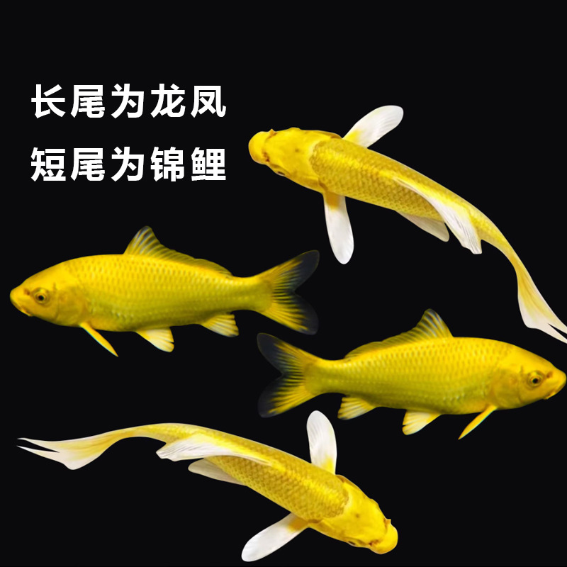 Golden Koi Fish, Dragon and Phoenix Ornamental Fish, Coldwater Fish, Live Fish, Aquarium Freshwater Fresh Fish Tank