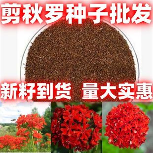 �����_���N�ļ��_�����N���N���������҃�ͥԺ�׻�ֲ�ﻨ�ӻ��N��