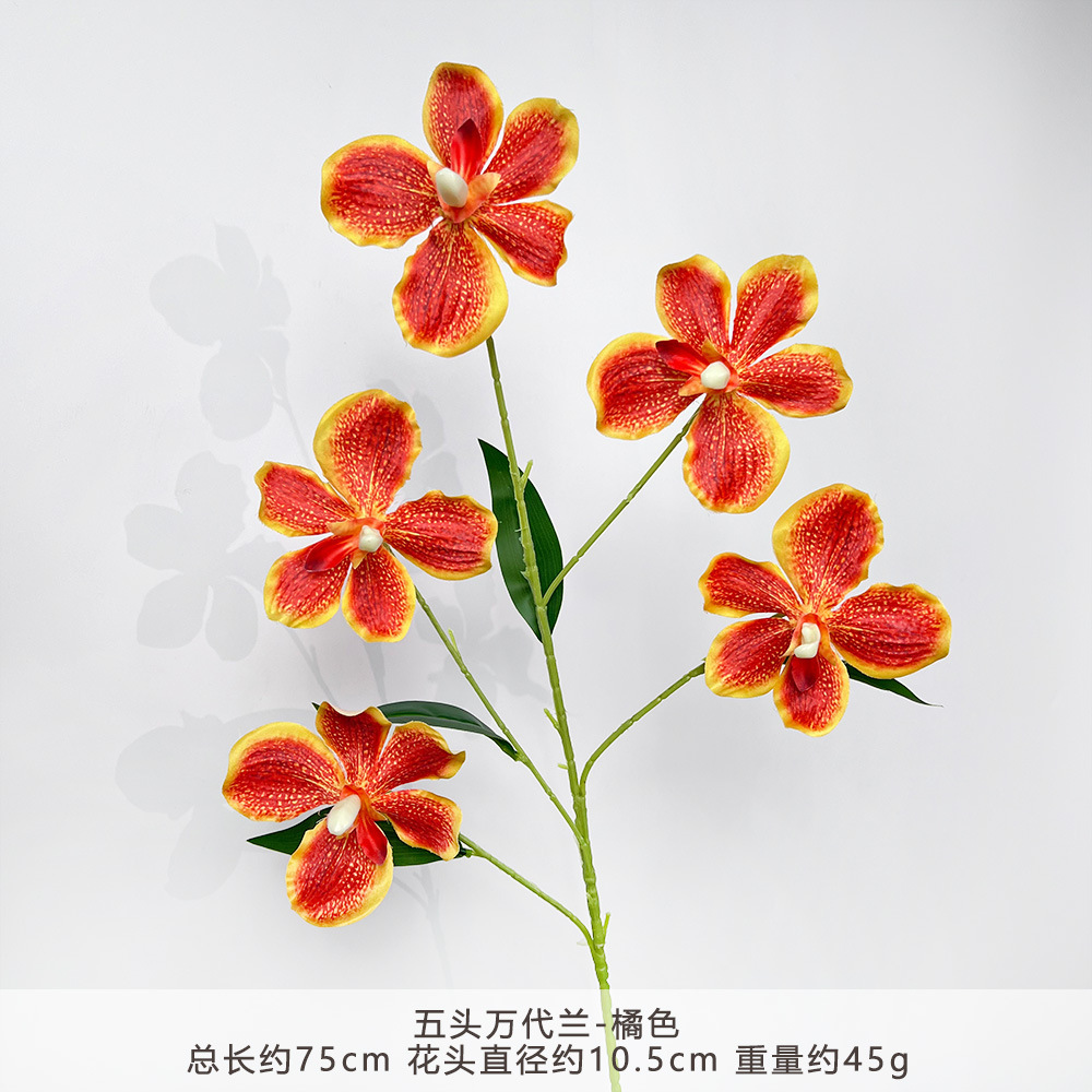 YGF-Vanda-Orange năm đầu