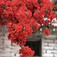 勤花重瓣三角梅盆栽植物花卉新品种玫瑰阳台庭院四季开花福建基地