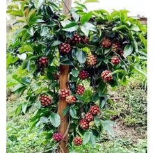 【跨境供货】黑老虎果种子大血藤布福娜水果种子新品种南北方可种