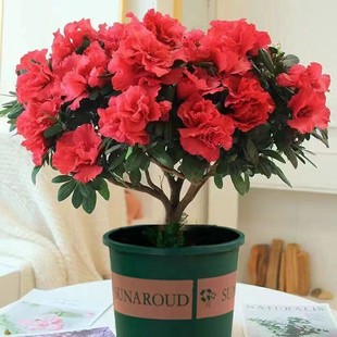 ���N�����Ԏ�����ͥԺֲ���҃Ȼ����ļ��_�����wӳɽ�tֲ�ﻨ