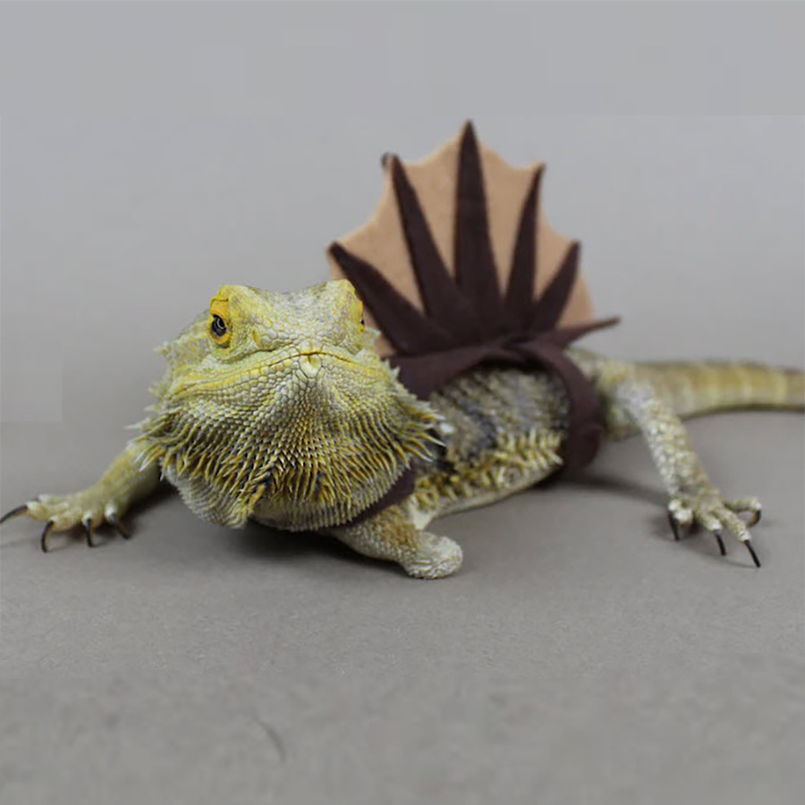 亞馬遜新品 蜥蜴 變色龍 變身裝 搞笑衣服 小型寵物 恐龍毛氈配飾