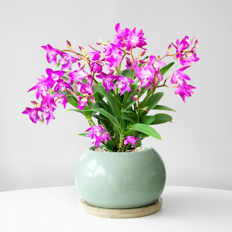 Perfume dendrobium orquídea planta en maceta con brotes de flores flores de cuatro estaciones flores de interior plantas verdes de oficina orquídea de escritorio bonsai