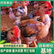 厂家大种肉鸡苗销售黄脚麻鸡苗快速青脚麻鸡苗k9快速麻鸡苗