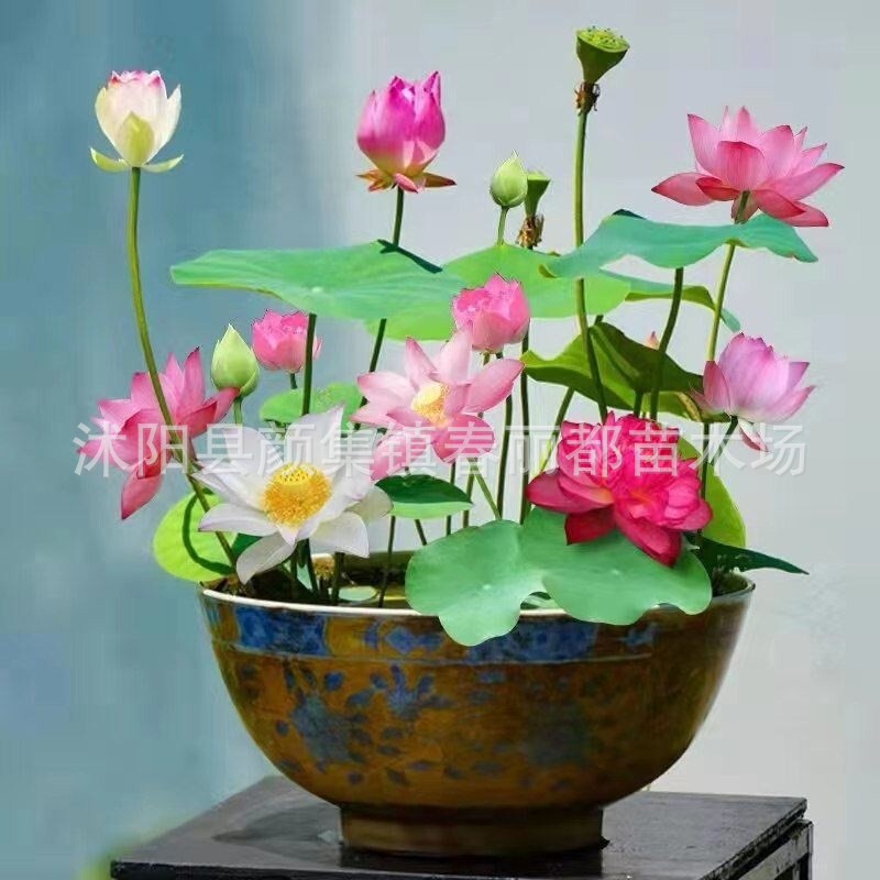 Cross-Border Shipping to the United States, Available in Warehouses, Year-Round Flowering Hydroponic Water Lilies, Lotus Seeds, Flower Seeds, Lotus Seeds, Bowl Lotus Seeds