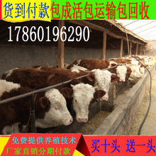 廣西改良肉牛苗 西門塔爾牛犢6-7個月的 魯西黃牛價格