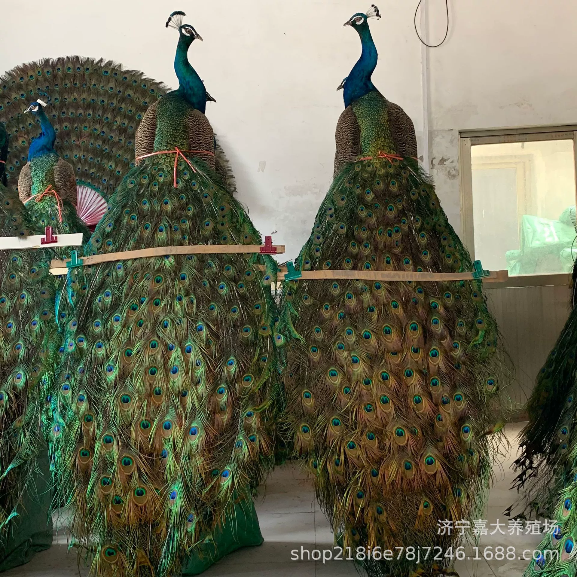 Павлин образец украшения в наличии Продажа белый павлин образец сколько стоит пара украшений Павлин веер