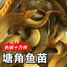 本地塘角鱼苗活体塘鲺鱼苗土鲶鱼苗淡水胡子鲶鱼苗养殖苗皇妃一号