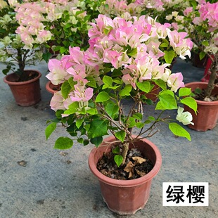 ����÷���Դ����Ϙ�����ֲ��Gֲ�҃������ļ��������ڻ�Ʒ�N��ɫ