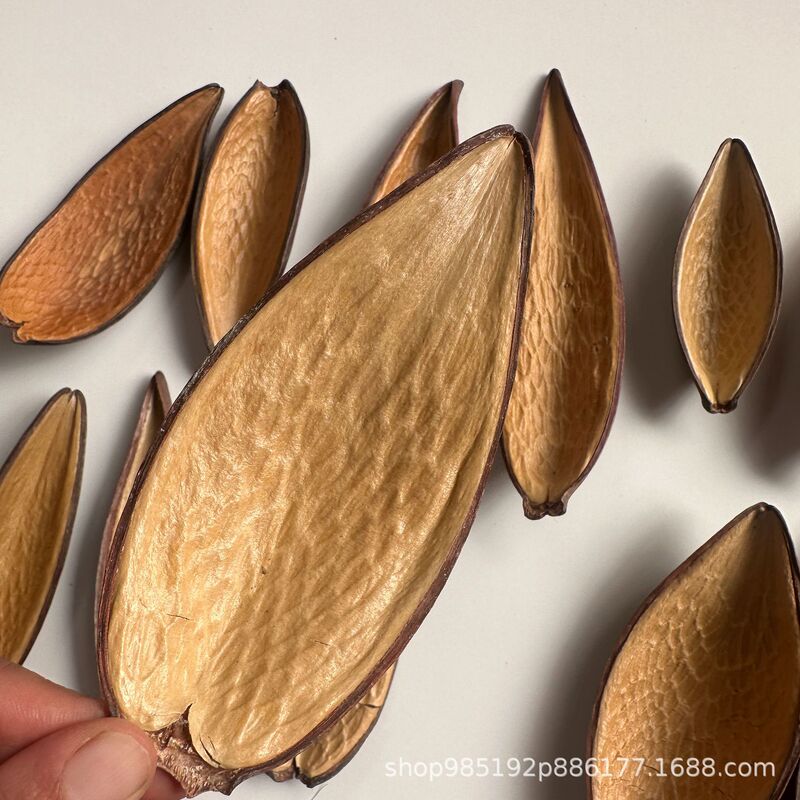 【Double-Sided Golden Shell】South African Imported Fruit Double-Sided Golden Leaf Plant Dried Flower Fruit Specimen Photography Prop