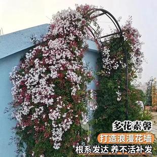 �໨��ܰ���Ԏ�����������ٱ���Ԯ�����^��ֲ������ļ��_���C��