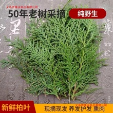 纯野生新鲜现摘侧柏叶扁柏叶柏树枝叶洗头发养发护法泡酒烟熏腊肉