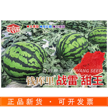 钱库里战雷甜王西瓜种子中晚熟大果双红瓤花皮麒麟西瓜四季水果种